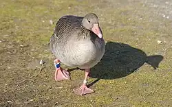 Ánsar_común_(Anser_anser)_en_el_Palacio_de_Nymphenburg,_Múnich,_Alemania06