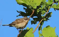 Lesser whitethroat, Getterön, Varberg, Halland