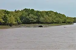 Hippopotamus amphibius