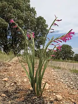 Gladiolus italicus in Iran
