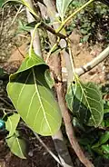 Cup shaped leaves of Ficus Krishnae
