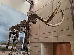 The Hebior Mammoth, excavated in the town of Paris, Kenosha County, in the 1990s