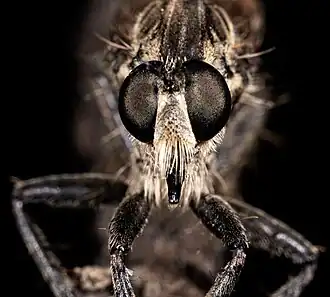 Dysmachus trigonus Portrait