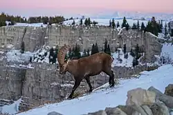 Wild Alpine Ibex and Swiss Alps at Creux du Van with snow during sunset