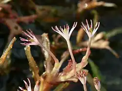 Example species specimen