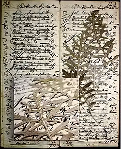 Red Hook, NY doctor's ledger with artemisia leaves used to aid digestion 1860.