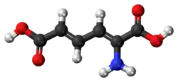 Ball-and-stick model of 2-aminomuconic acid