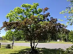 The Crimson King Norway maple tree on County Route 541 in Burlington Township