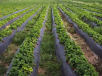 A strawberry field in Çeltikçi