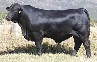 Brangus Bull. Australian record price AU$110,000 Brangus bull sold in 2015. Telpara Hills Van Damme 541H30.