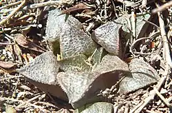 Haworthia magnifica is sometimes considered to be a form of H. mirabilis. It is distinguished by its flowers, but usually has dark, lined, triangular, scabrid leaf-faces.