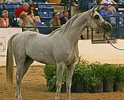 A two-year-old colt