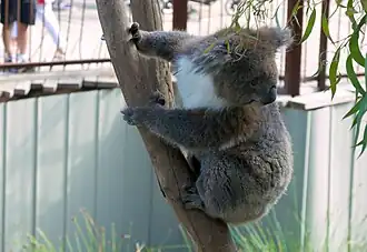 Koala