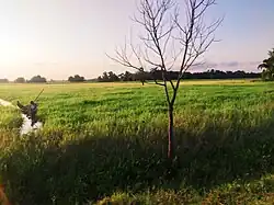 Wetland in Majuli