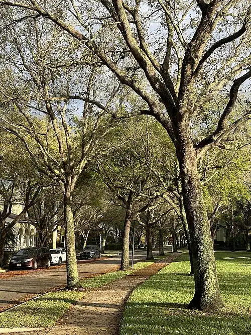 Abacoa sidewalk shaded by oak trees