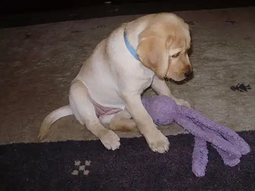 A puppy with a KONG Wubba