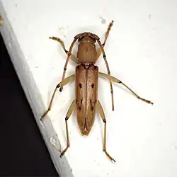 Achryson surinamum, Bolivia