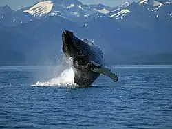 Humpback whale breaching just off South Shelter Island