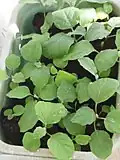 Agassaim Brinjal saplings