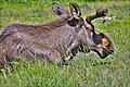 Alaska moose (Alces alces gigas)