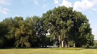 The cottonwood grove features 100-foot (30 m) cottonwood trees mixed with maples and other species