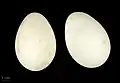 Eggs from a clutch in France