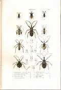 Plate 6 from: C.J.-B. Amyot and J. G. Audinet-Serville (1843). Histoire naturelle des insectes. Hémiptères. Paris, Librairie encyclopédique de Roret.