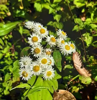 In the Himalayas, Sikkim, India