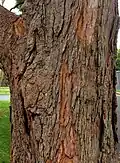 Trunk bark