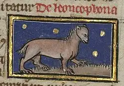 Leontophone appearance