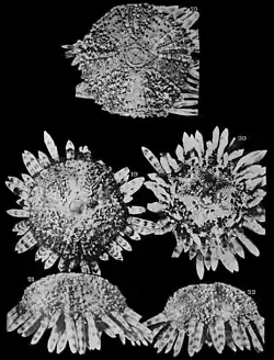 Arbaciella is a genus of echinoderms belonging to the family Arbaciidae
