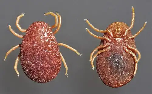 Argas persicus argasid ticks, female, dorsal and ventral