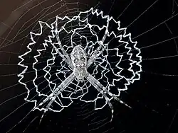 Female with typical spiral web decoration north Queensland