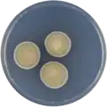 Aspergillus microcysticus growing on CYA plate