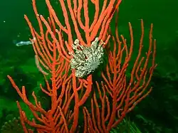 Basket star Astrocladus euryale at the Drop Zone in north eastern False Bay