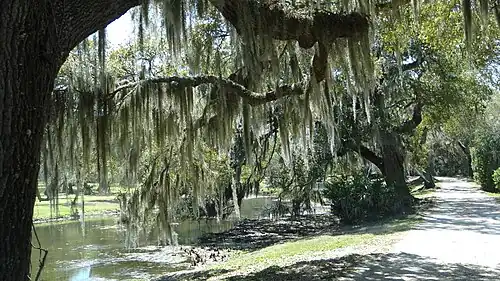 Southern live oaks draped with Spanish Moss