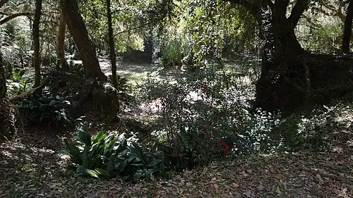 Forest at Avery Island, Louisiana