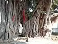 Banyan Tree (Shiv Bajrang Dham Kishunpur)