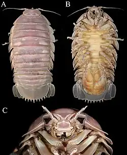 A photo collage of three colour images of the Bathynomus vaderi paratype