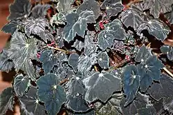 'Bethlehem Star' cultivar