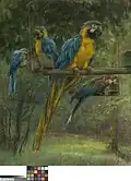 Blue Macaws Royal Museum of Fine Arts Antwerp