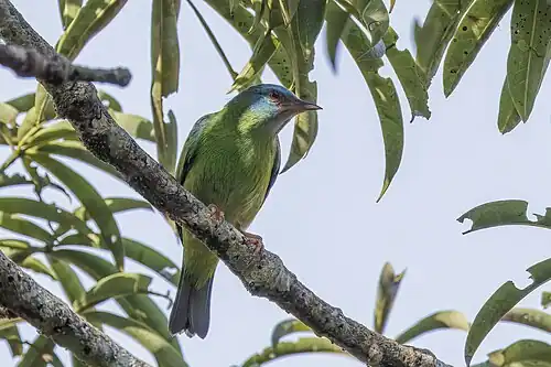 female D. c. glaucogularis