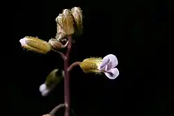 A stalk tipped with lightly hairy buds and one partly opened flower with four lavender petals