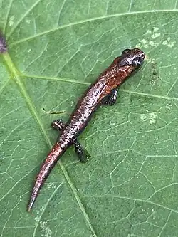Bolitoglossa pacaya