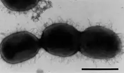 Brackiella oedipodis.