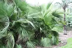 At Fairchild Tropical Botanic Garden