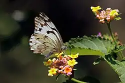 Male Belenois aurota