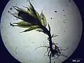 typical habitus of a plant under a microscope, magnified 40 times, Photo by Kristian Peters