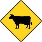 Cattle crossing