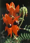 South Australia: Sturt's desert pea